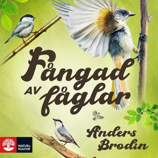 fangad-av-faglar