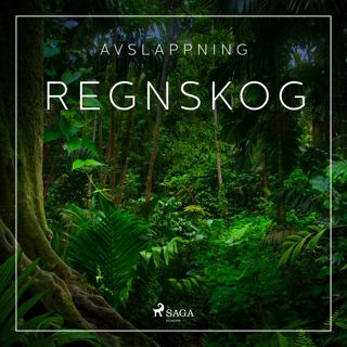 avslappning-regnskog