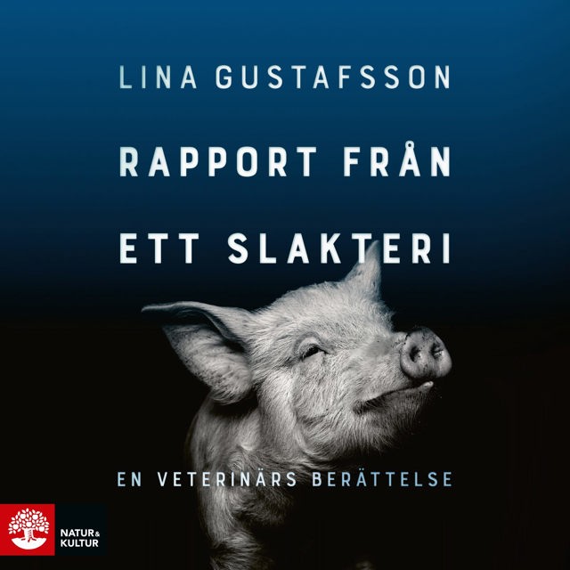 rapport-fran-ett-slakteri-en-veterinars-berattelse