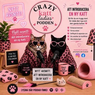 6 Avsnitt Att introducera en ny katt