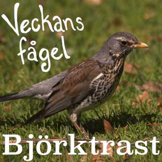 Björktrast