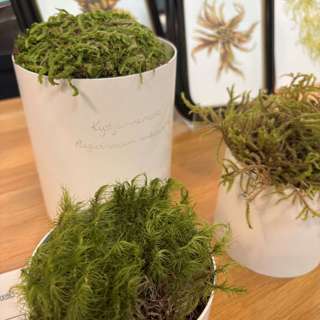 MYR = supernatur, med professor Knut Rydgren