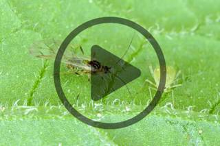 Audio Article: Outrunning a Bug Apocalypse