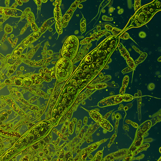 🦠 Invisible Forests: The Secret Life of Phytoplankton