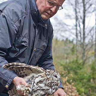 Vedlevande skalbaggar,bokskog, ätlig groda och häckande kattugglor