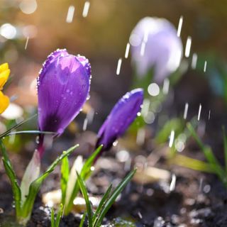 Light Spring Rain and Birds - 10 Hours Sleep Sound
