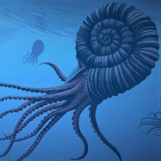 Journey To Prehistoric Oceans - Paleontology and ASMR