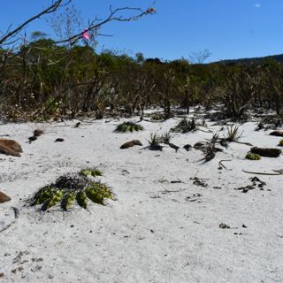 Dr. Daniela Zappi - Brazilian Plant Ecology