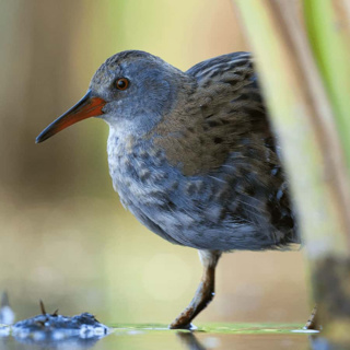Under-damaged reed beds are causing more damage to small wetland bird populations