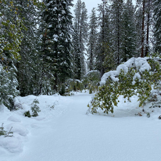 118: Binaural Nature Walk- From Town Into The Forest In Wet Snow