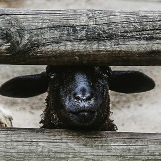 Episode 70: Tipsy Advice "The Black Sheep"