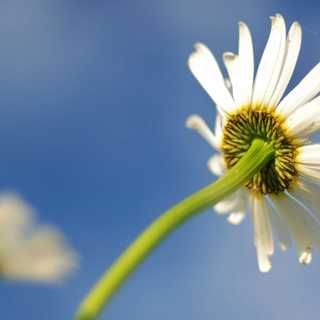 Som en blomma på tapeten 