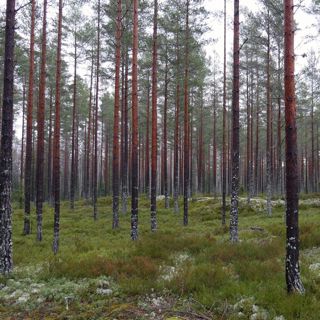 Skogsfredag, Avsnitt 42 - Nytt år, sverigebilden och vad händer i skogen 2021?