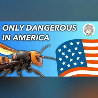 Why Murder Hornets Are Only Dangerous to Americans