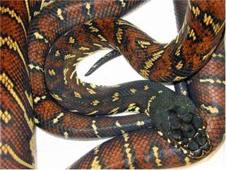 Ari Flagle talks Boelens pythons