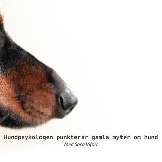 Hundpsykologen punkterar gamla myter om hund