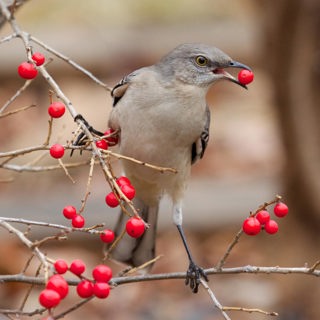 Songbirds, Fire, and Seed Dispersal