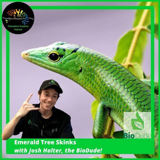 Emerald Tree Skinks with Josh Halter
