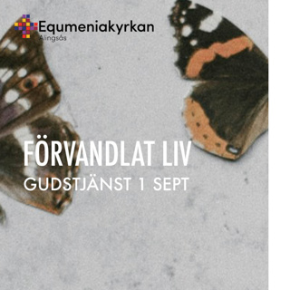 240901 - Förvandlat liv - Noomie Hammar