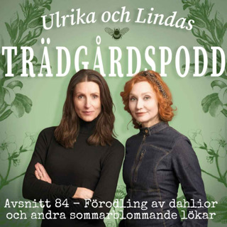 Avsnitt 84 - Förodling av dahlior och andra sommarblommande lökar