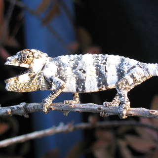 Ep 67: Housing Baby Chameleons