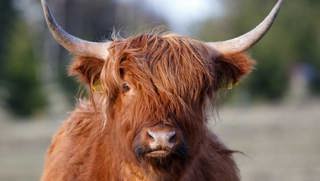 Ep. 53 Heritage Breeds