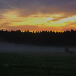 🌲 Early Summer Morning – Pure Nature Sounds