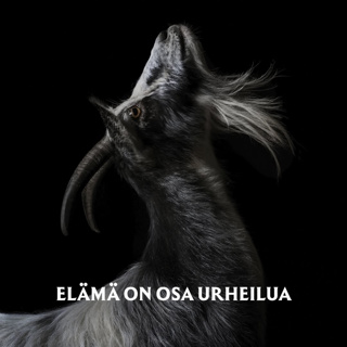 Vuohi seuraa tiiviisti tiistain urheilupäivää