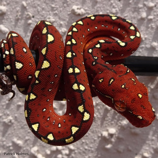 Green Tree Pythons with Patrick Holmes