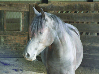 Audio Article: Draft Horses on the Homestead