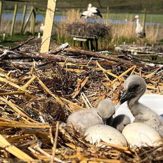 Vita storken tillbaka – så lagas den myllrande våtmarken