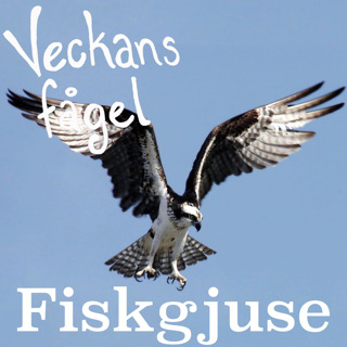 Fiskgjuse