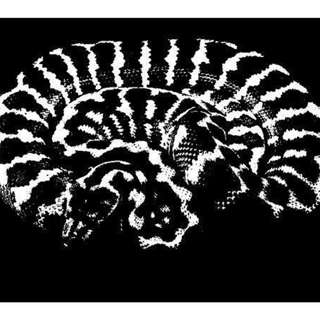 CARPET CLIFF NOTES #5: Russian Tigers