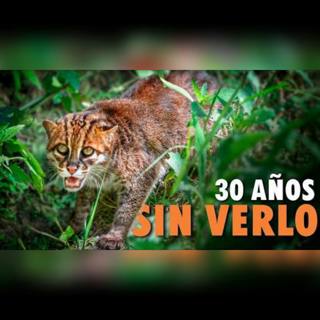 Los colmillos de este gato son peor que los de una serpiente