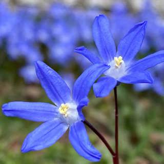Vårblommor på Öland - och järvens återtåg till skogen