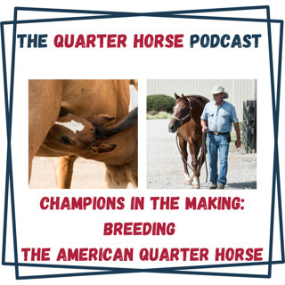 Champions in the Making: Breeding the American Quarter Horse