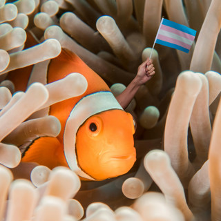 Cherenkov Radiation & Clownfish Polycules
