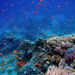 S8 Ep56: The economics of biodiversity