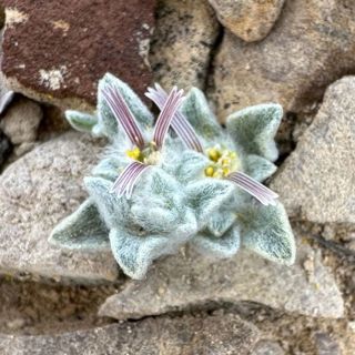 Central Texas Orchids, Limestone sinkholes, New Aster species