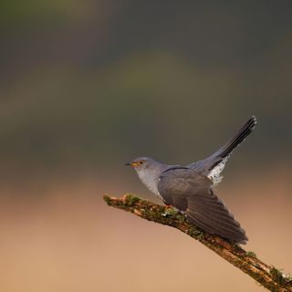 Sunset Cuckoo Bird - 10 Hours Sleep Sound