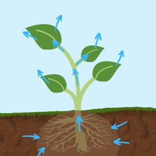 It’s all connected: modeling water potential and plant physiological processes