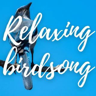 Relaxing sounds of Bird Song