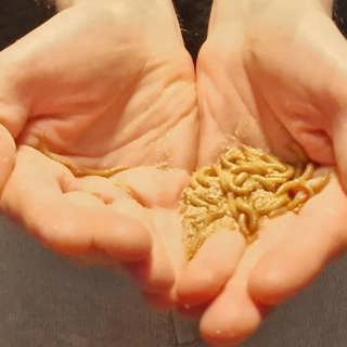 Sommarrepris: Insekter – snart på din tallrik