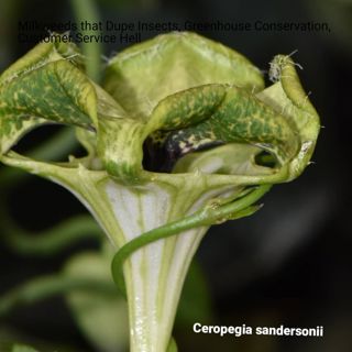 Milkweeds that Dupe Insects, Greenhouse Conservation, Customer Service Hell