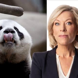 Jättepandorna flyttar hem: Ginna Lindberg, Washington