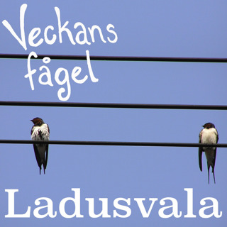 Ladusvala