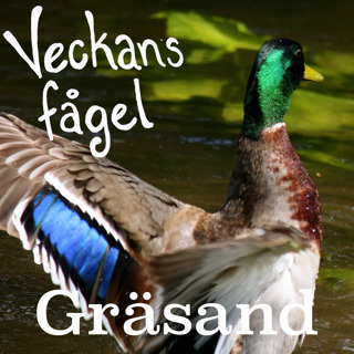 Gräsand