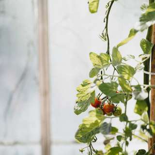 Tomatbonden