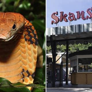 Wararka maanta ee Raadiyaha Iswiidhen