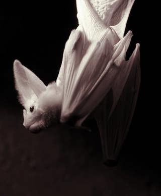 Vanishing Shadows: Australia’s Ghost Bat